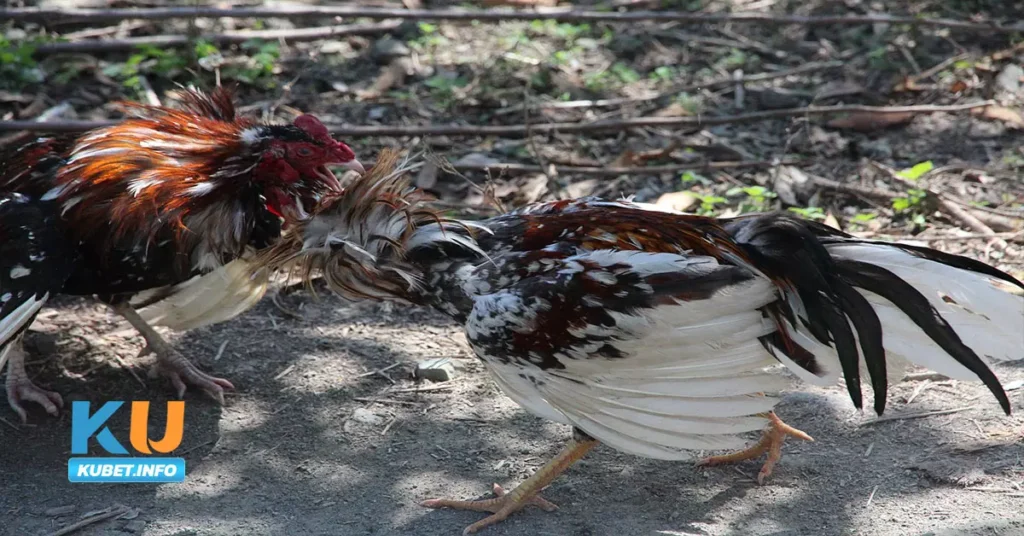 ไก่ชน ลำพูน ในไทย