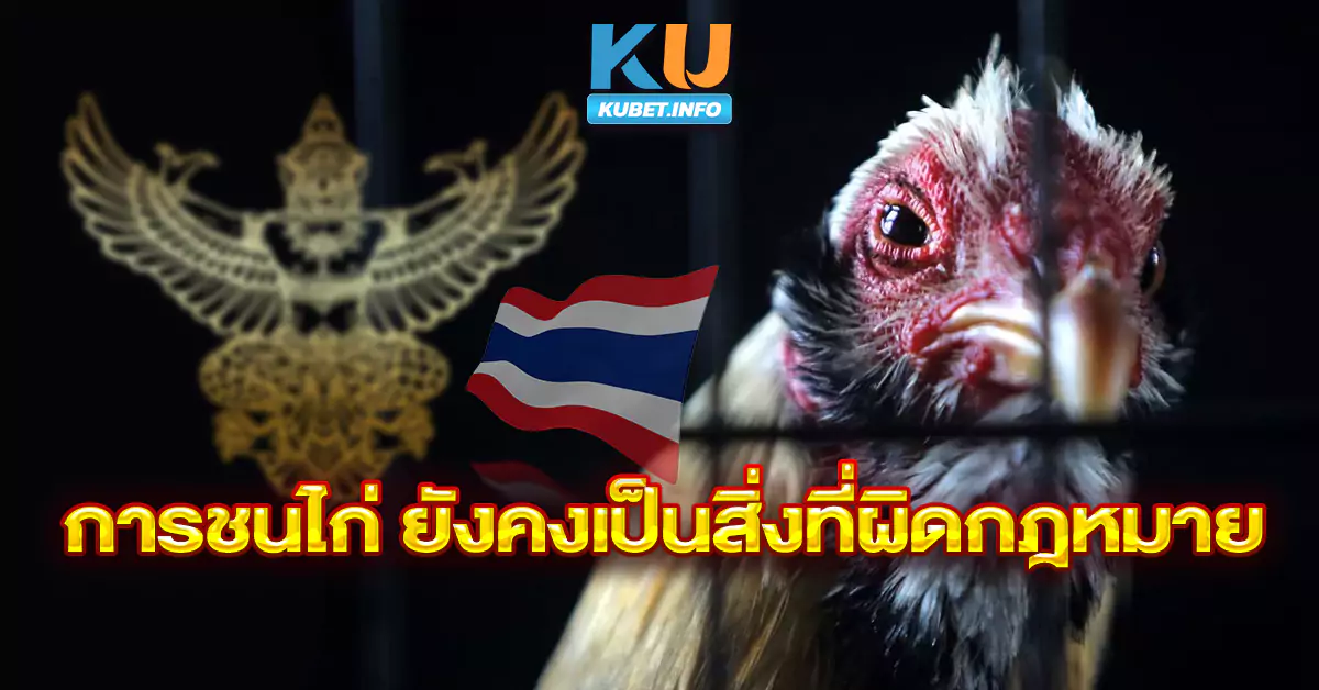 การชนไก่-ยังคงเป็นสิ่งที่ผิดกฎหมาย